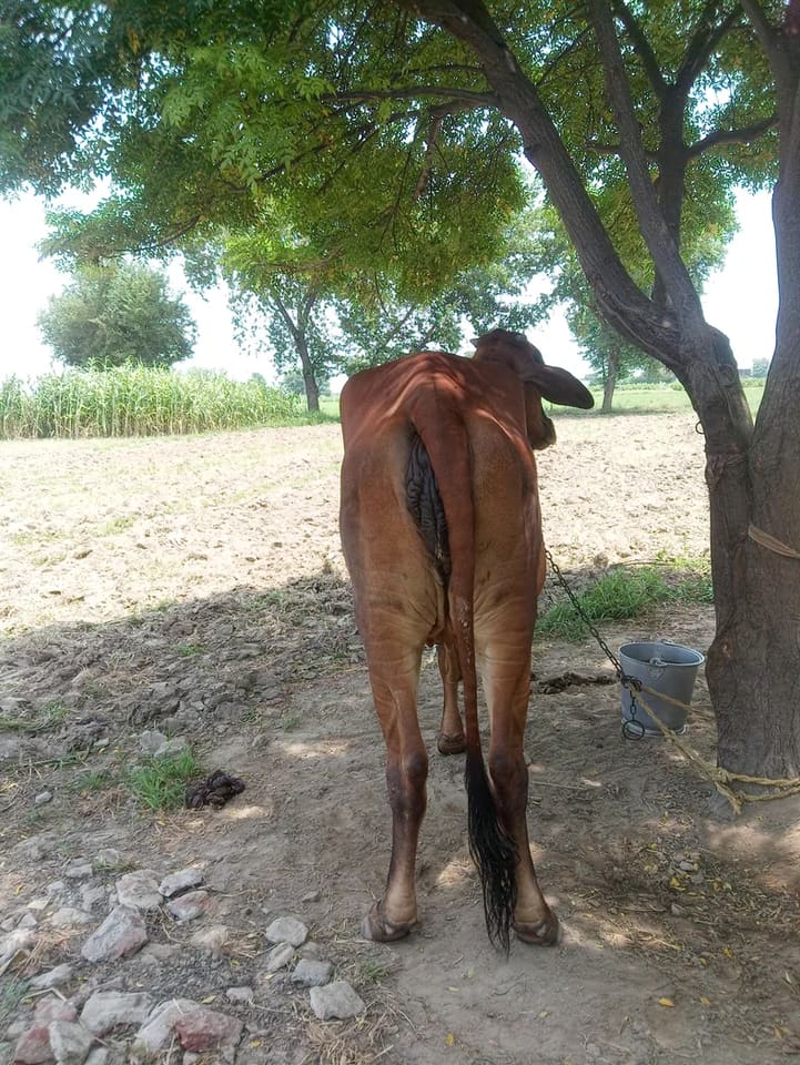 Gir Cow in  HARYANA