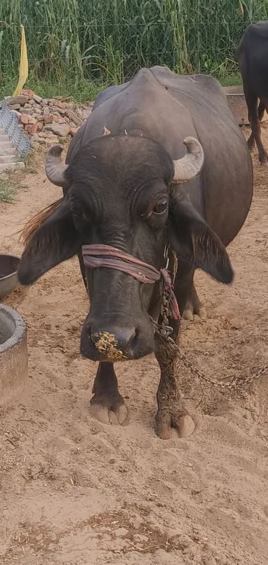 Others Buffalo in  RAJASTHAN