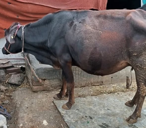 Jersey Cow J1521 in  UTTARAKHAND