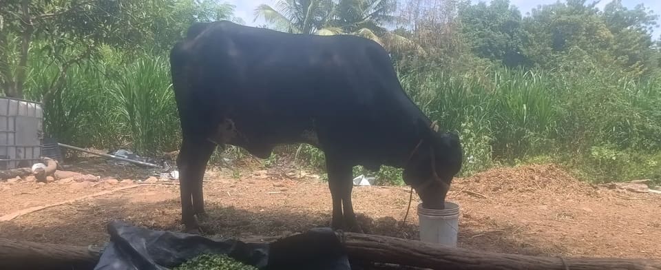 HF Cow in  MAHARASHTRA