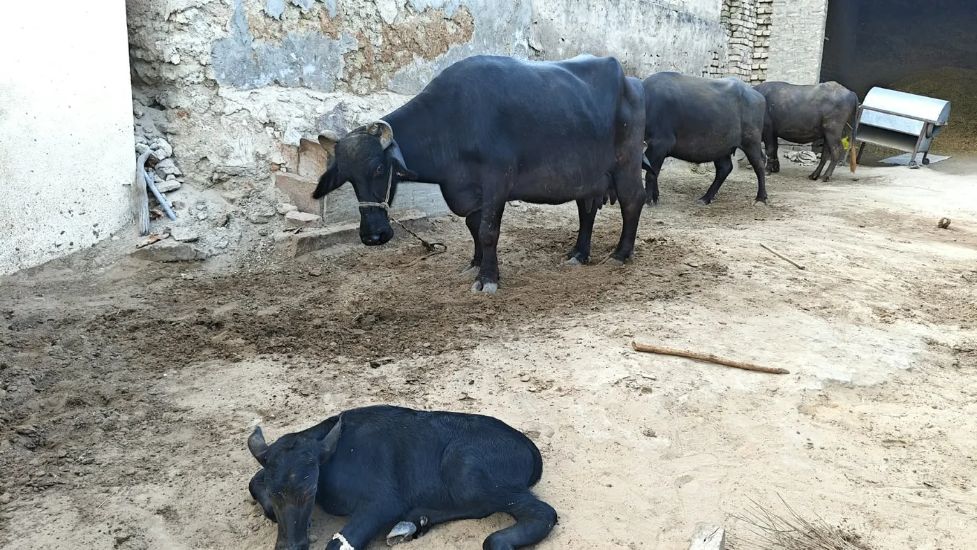 Desi Buffalo O0645 in  RAJASTHAN