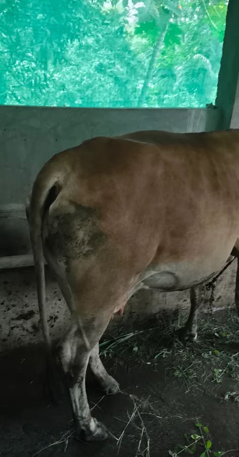 Sindhi Cow in  ODISHA