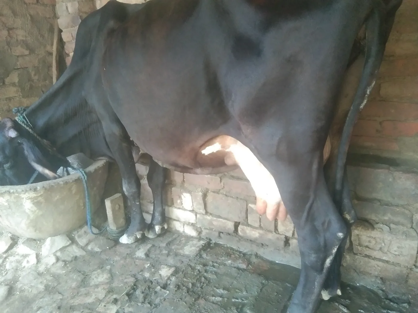 Gir Cow G2159 in  UTTAR PRADESH