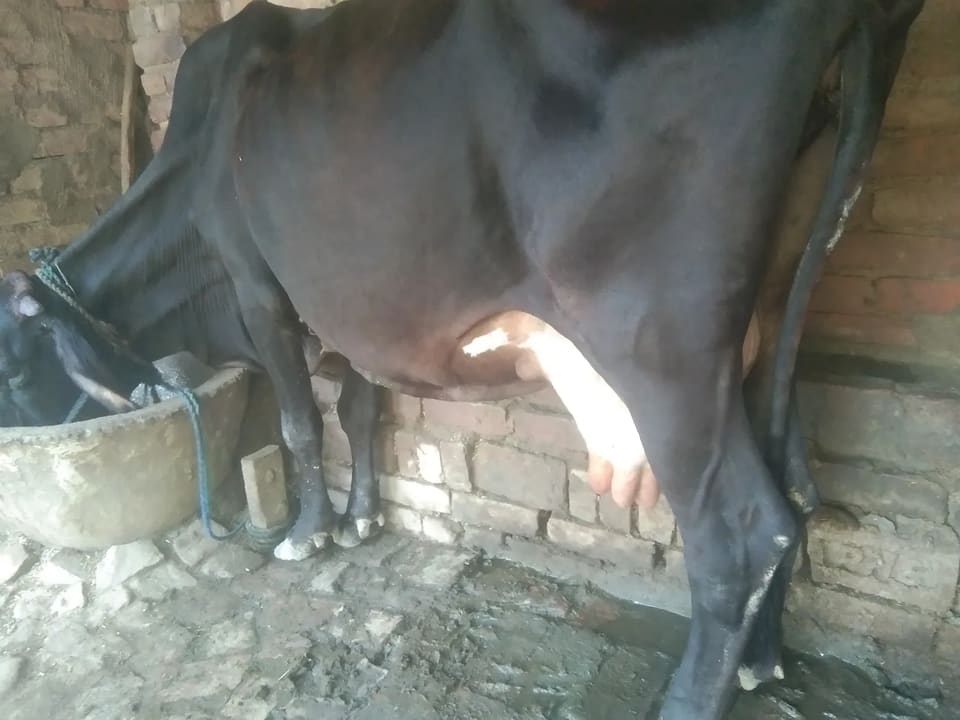 Gir Cow G2149 in  UTTAR PRADESH