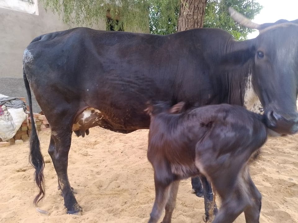 Rathi Cow R0520 in  RAJASTHAN