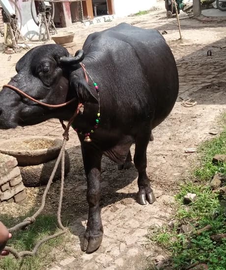 Murrah Buffalo in  UTTAR PRADESH