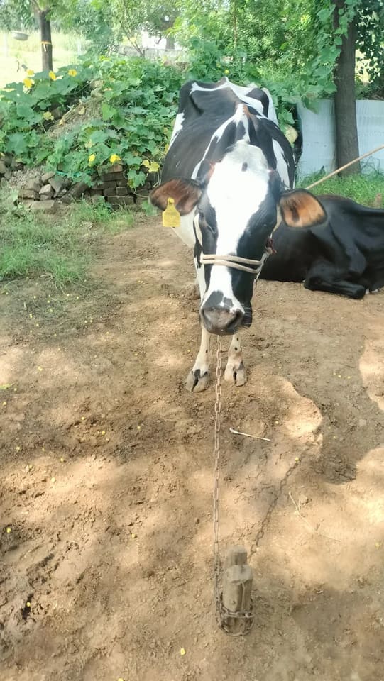 HF Cow in  RAJASTHAN