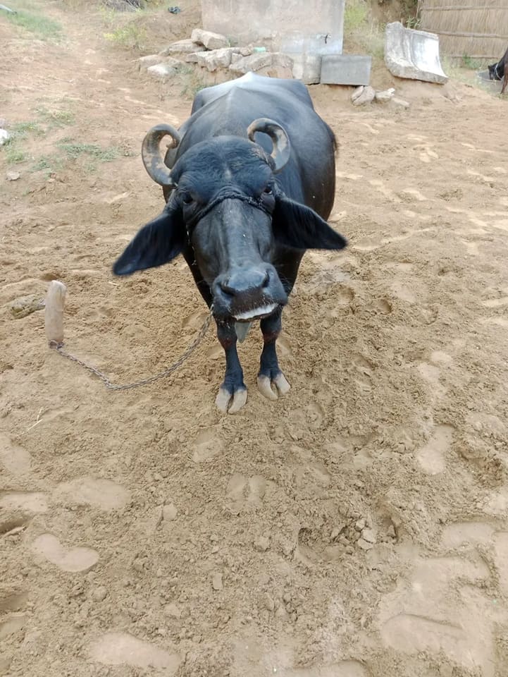 Murrah Buffalo in  RAJASTHAN