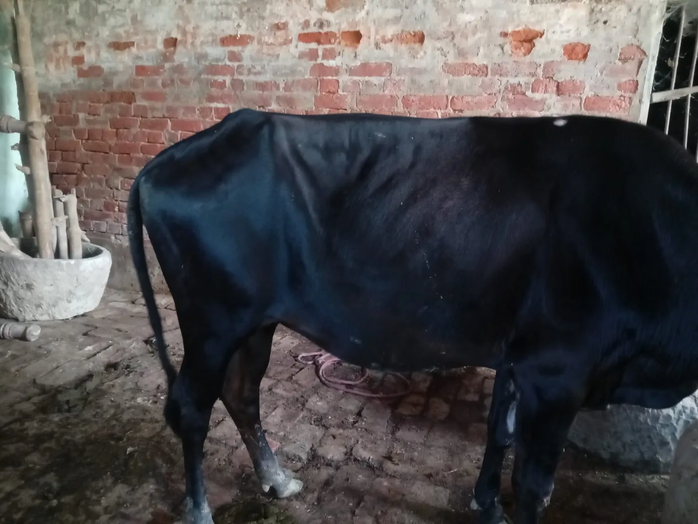 Vechur Cow V0330 in  UTTAR PRADESH