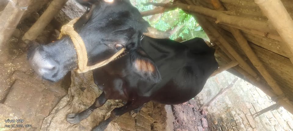 HF Cow in  BIHAR
