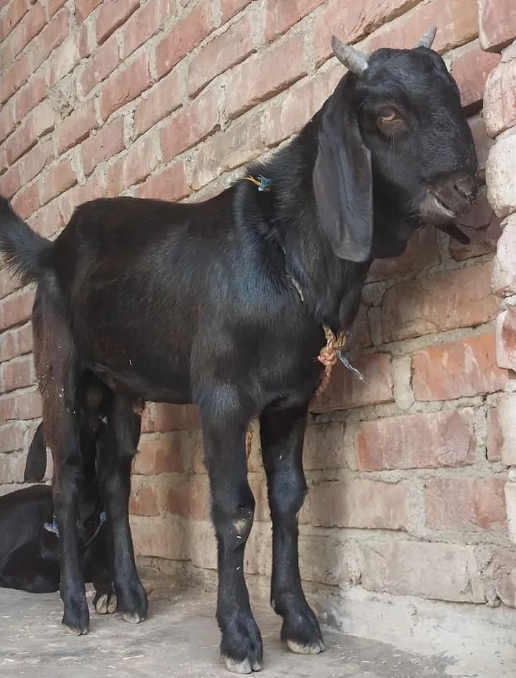Beetal Goat in  UTTAR PRADESH