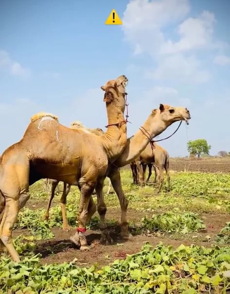 Bikaneri red Camel O0832 in  GUJARAT
