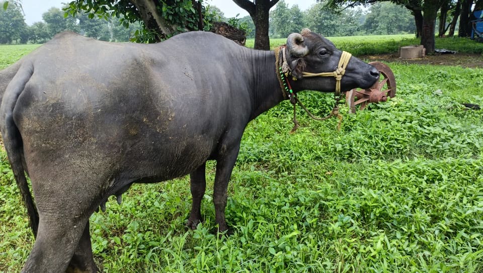 Jafarabadi Buffalo J0436 in  MADHYA PRADESH