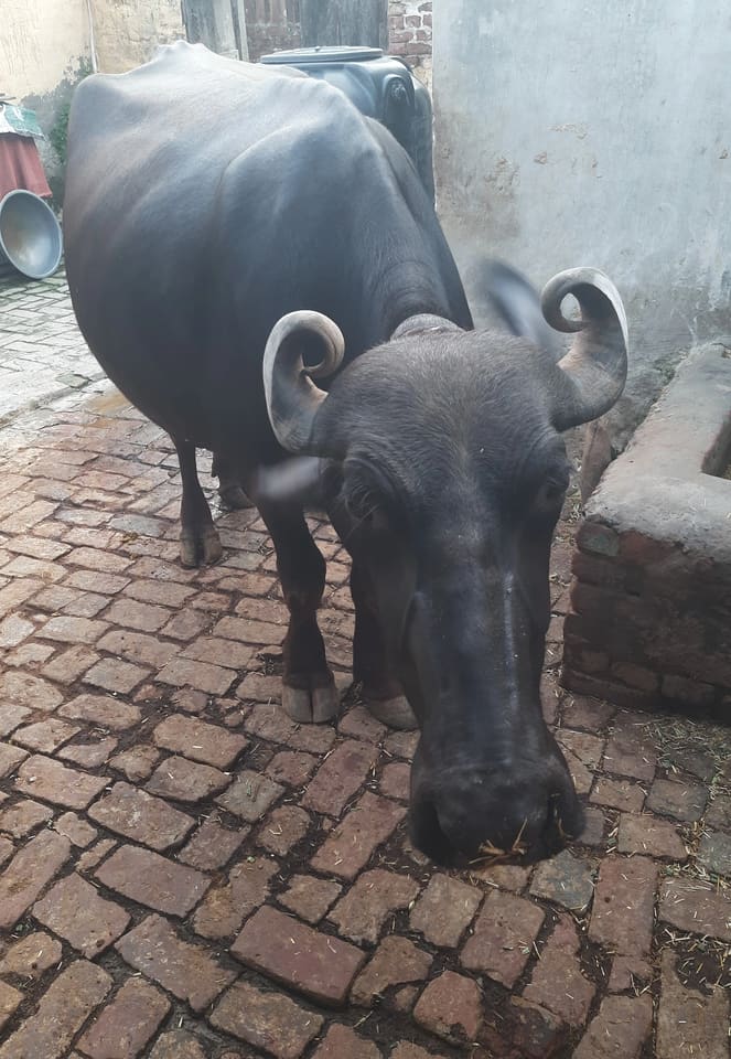 Others Buffalo in  PUNJAB