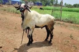 Neelore  Jodipi Sheep in  ANDHRA PRADESH