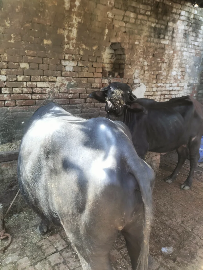 Murrha Buffalo O0807 in  UTTAR PRADESH