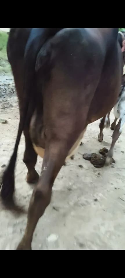HF Cow in  UTTAR PRADESH