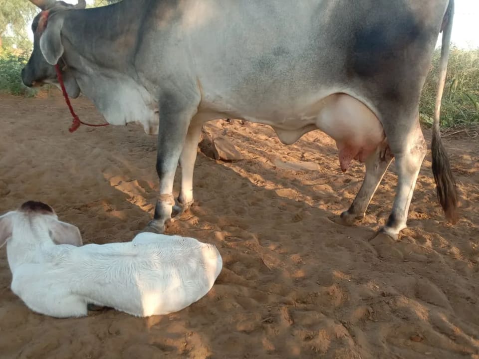 Sahiwal Cow S1946 in  RAJASTHAN