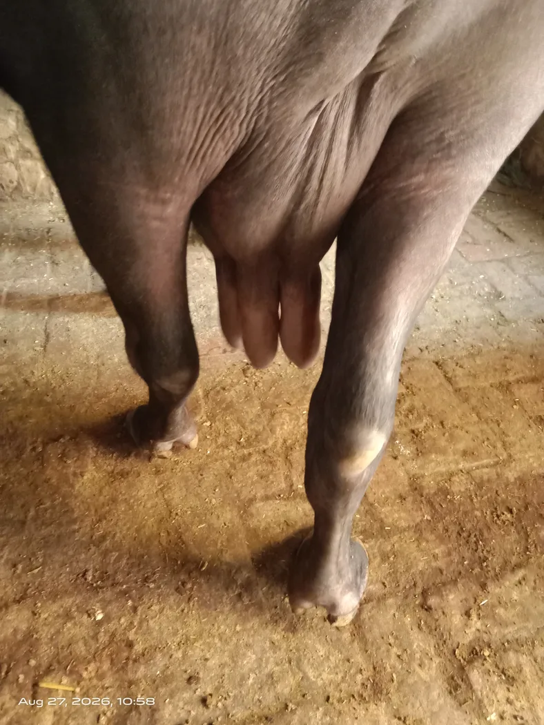 Murrah Buffalo in  HARYANA