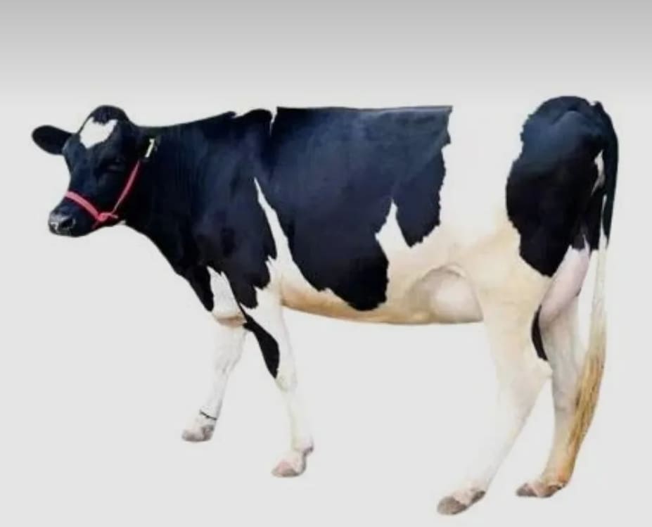 HF Cow H3411 in  JHARKHAND