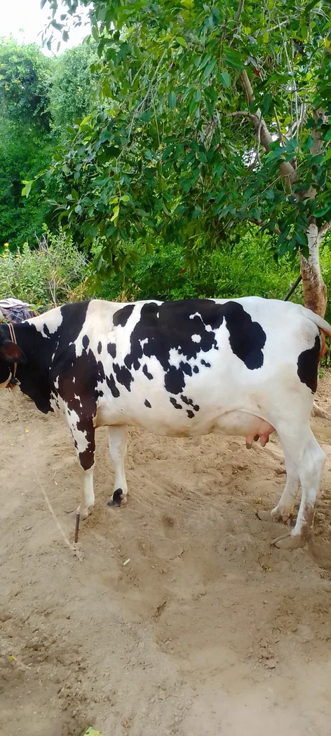 HF Cow in  RAJASTHAN