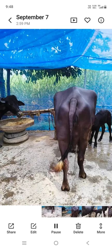 Murrah Buffalo in  UTTAR PRADESH
