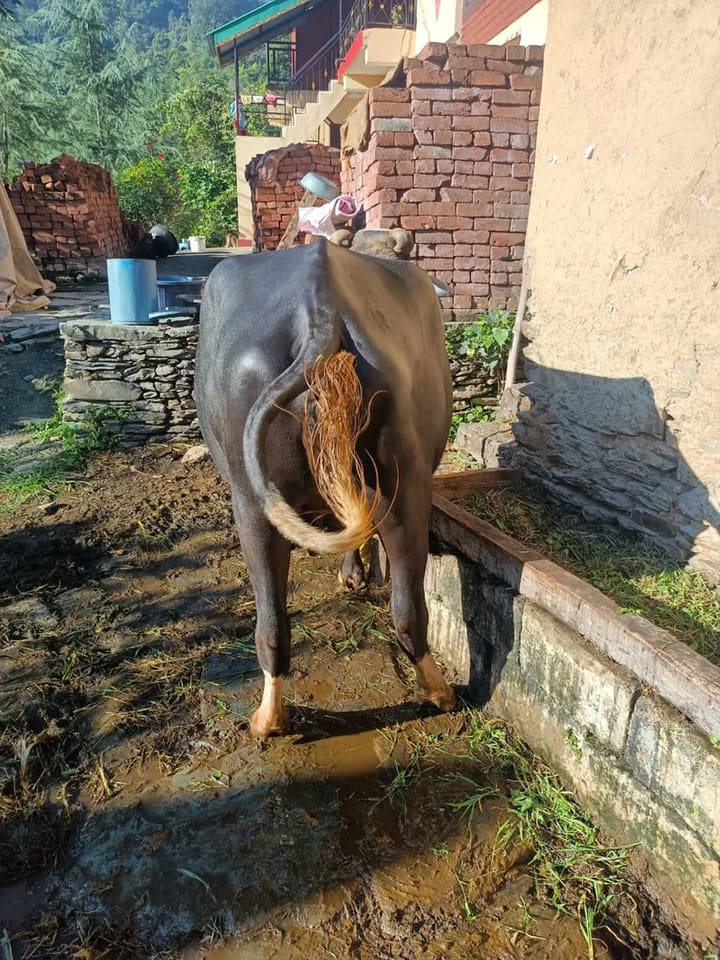 Murrah Buffalo in  HIMACHAL PRADESH