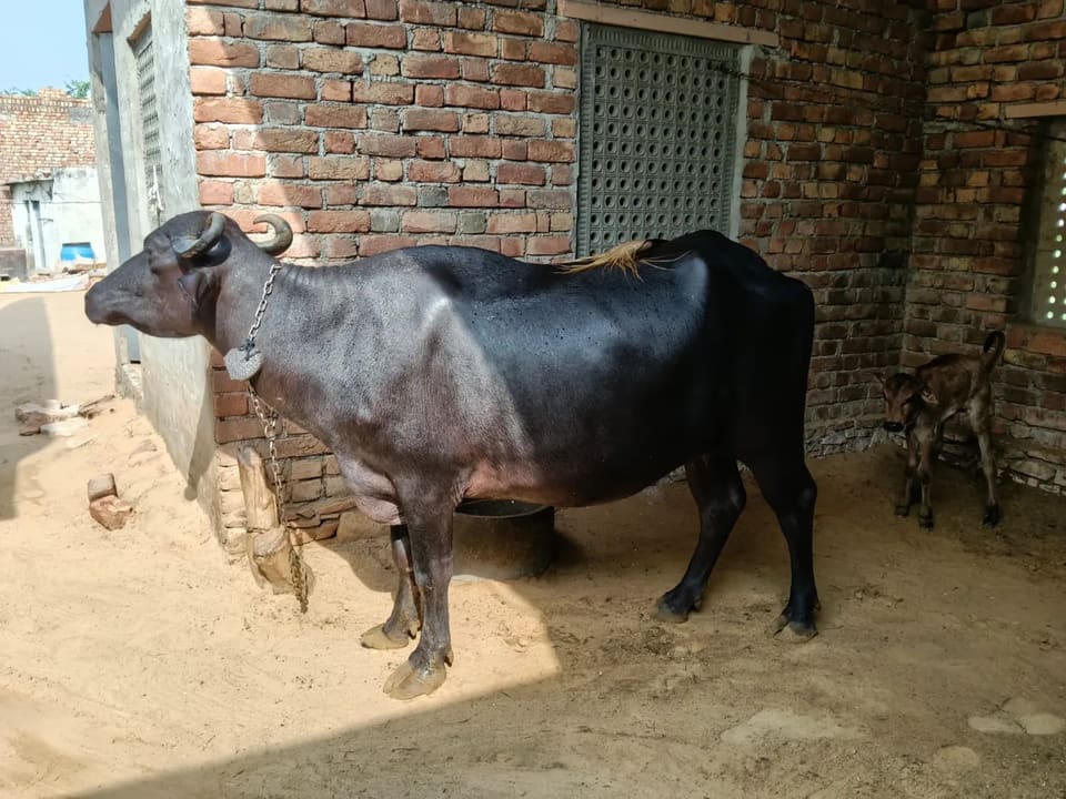 Murrah Buffalo in  RAJASTHAN