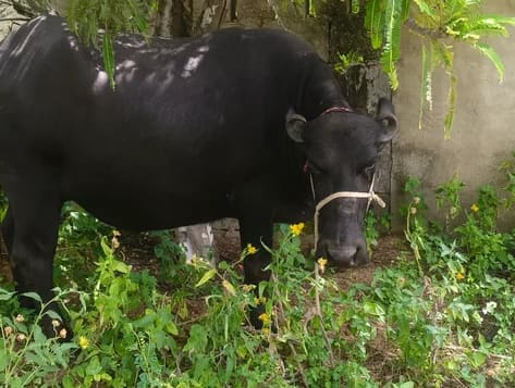 Murrah Buffalo in  RAJASTHAN