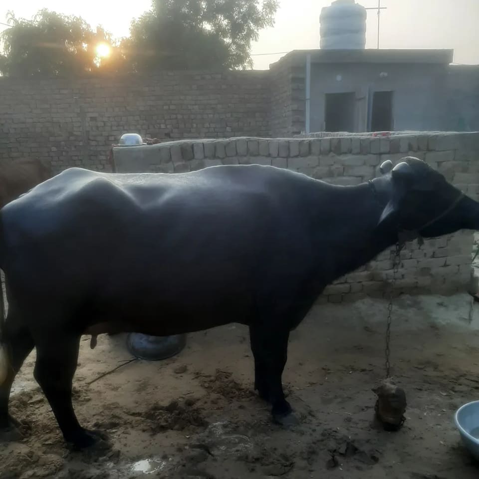 Any Buffalo O0661 in  RAJASTHAN