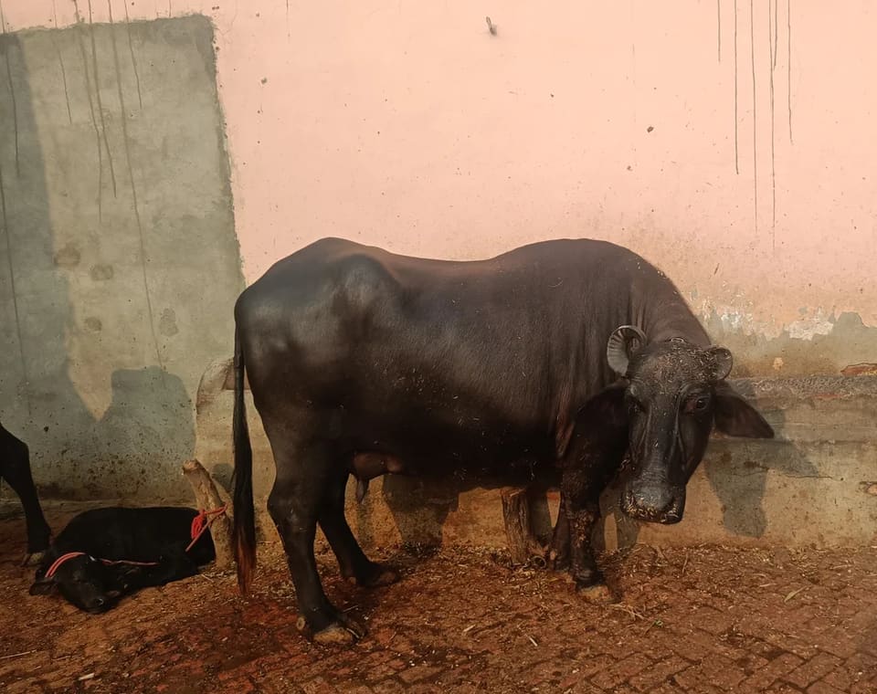 Murrah Buffalo M5316 in  HARYANA
