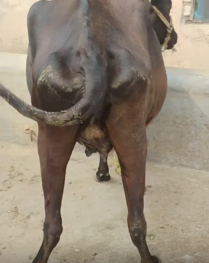 Hf cross Heifer Cow O0579 in  UTTARAKHAND
