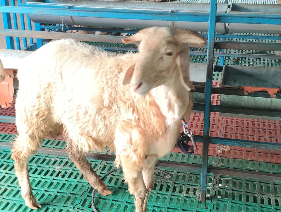 Neelore  Jodipi Sheep N0192 in  TAMIL NADU