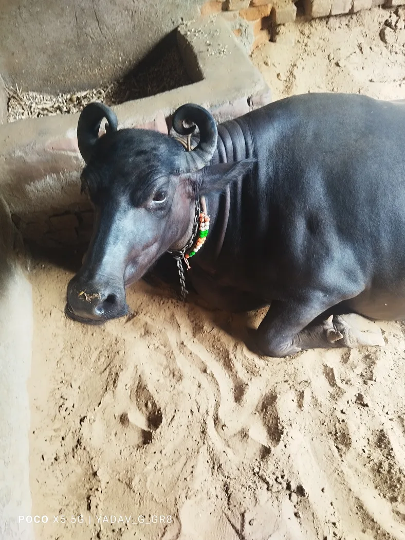 Murrah Buffalo M5239 in  RAJASTHAN