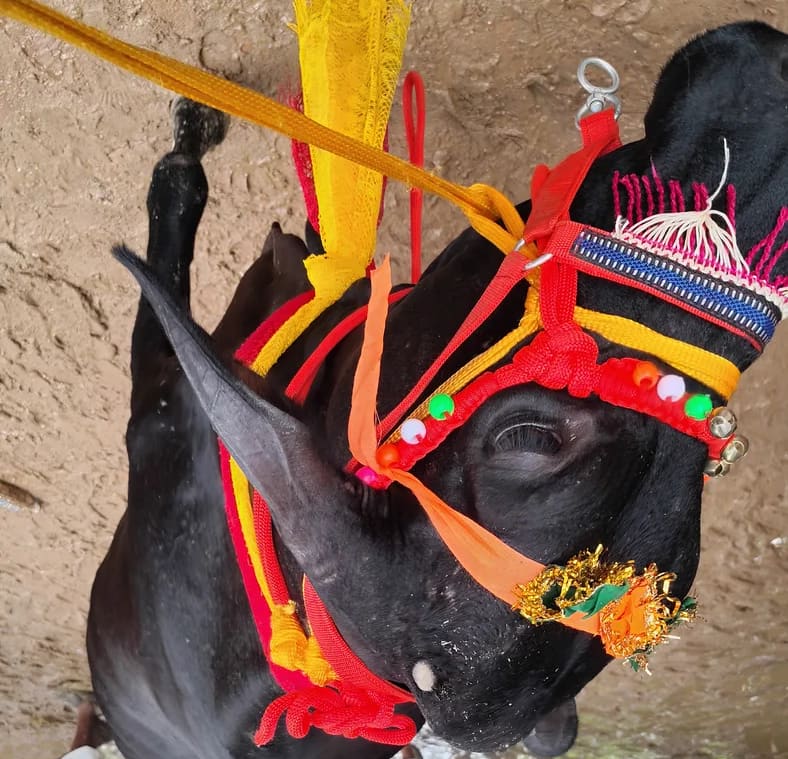 Jersey Cow in  UTTAR PRADESH