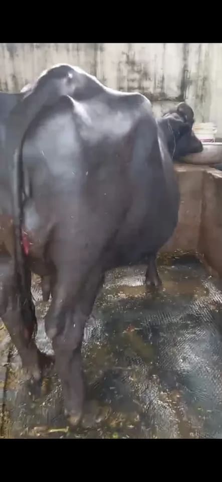 Others Buffalo in  HARYANA