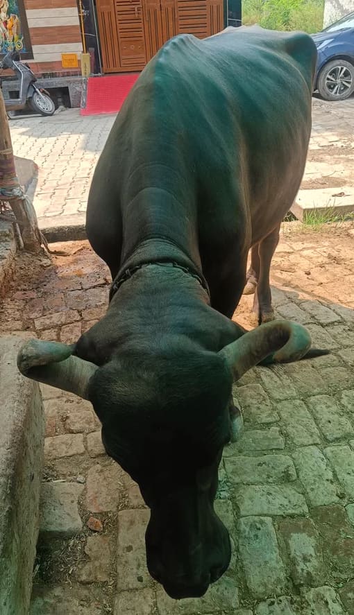 Murrah Buffalo in  UTTAR PRADESH