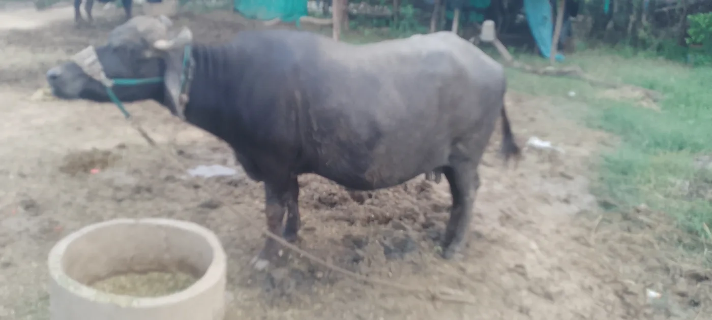 Jafarabadi Buffalo in RAJASTHAN