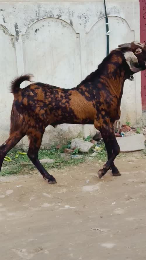 अजमेरा बकरा O0884 in  UTTAR PRADESH