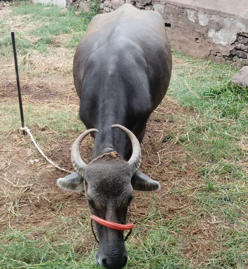Jafarabadi Buffalo in  ANDHRA PRADESH