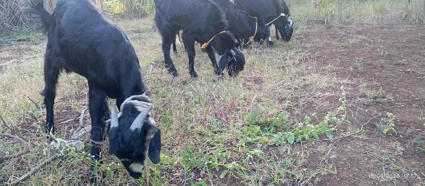 Beetal Goat in  MAHARASHTRA