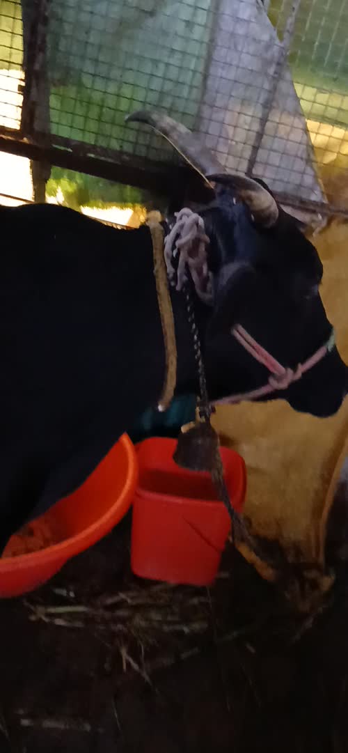 Kapila Cow K0259 in  MAHARASHTRA