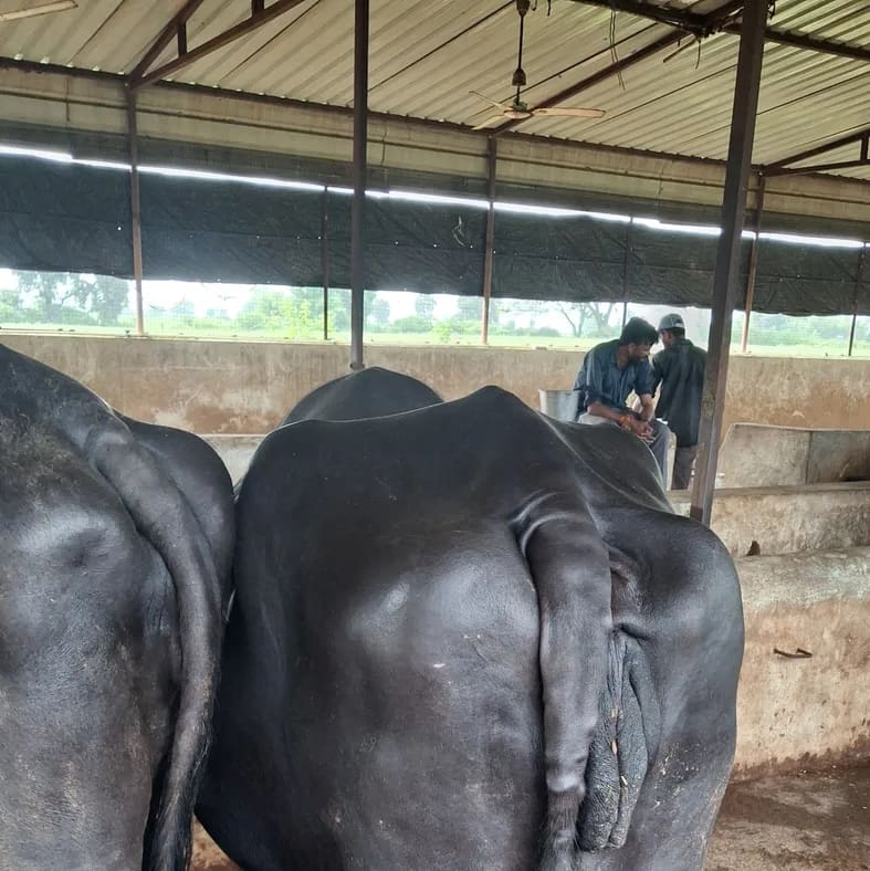 Jafarabadi Buffalo in  MADHYA PRADESH