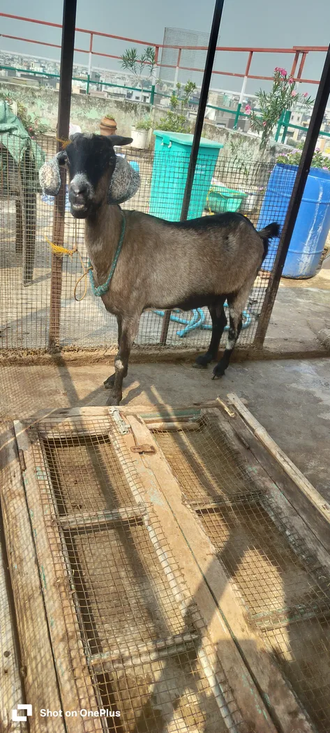Black Bengal Goat B0106 in  DELHI