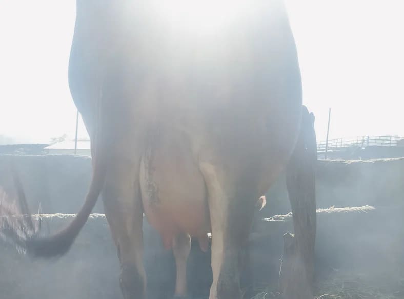 Others Cow in  UTTARAKHAND