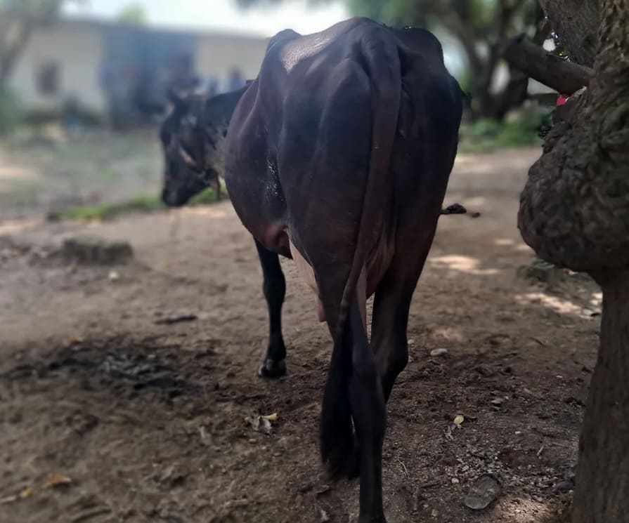 Sahiwal Cow in  CHHATTISGARH