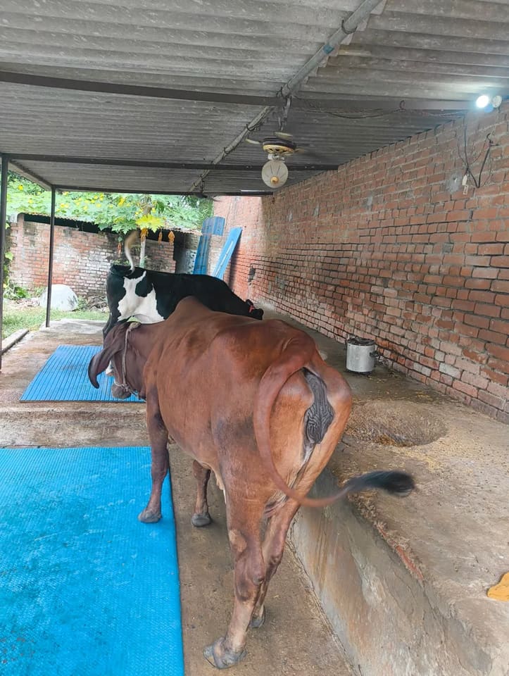 Gir Cow in  UTTAR PRADESH
