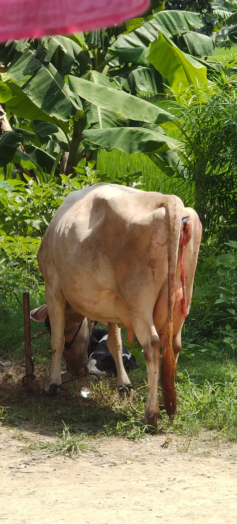 Jersey Cow in  UTTAR PRADESH