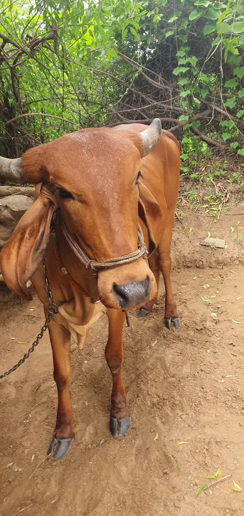 Gir Heifer Cow G2058 in  RAJASTHAN