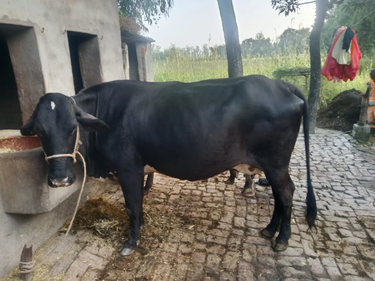 HF Cow H3251 in  UTTAR PRADESH